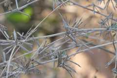 Indigofera trita var. trita